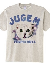 JUGEM CATS