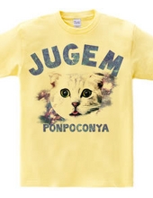 JUGEM CATS