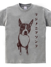 Boston Terrier