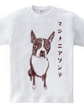 Boston Terrier