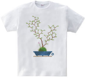 Bonsai Tree [sophora]